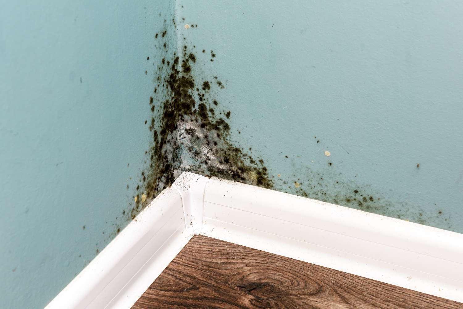 What Legal Professionals Should Know When Selecting Indoor Air Quality Experts for Mold Cases